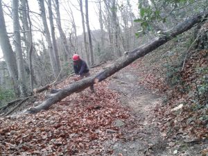 Retirada d'arbres caiguts a la ruta dels Barons de Santa Pau
